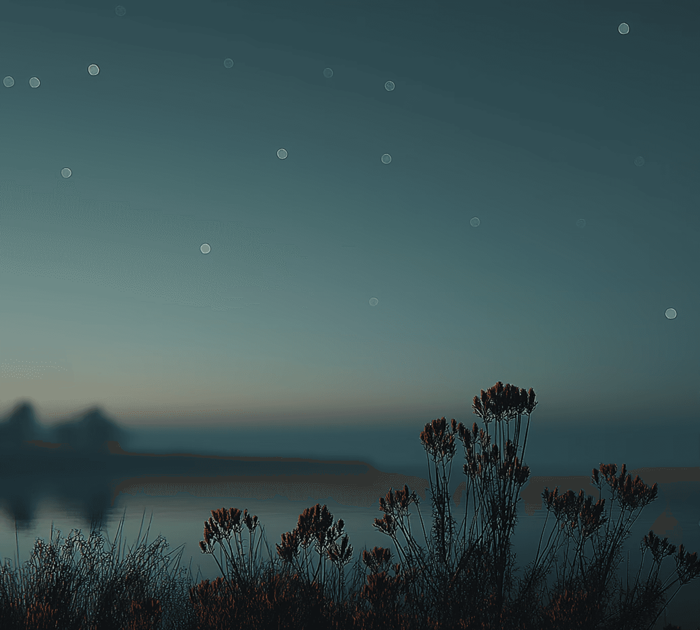 flowers-with-night-sky-in-background