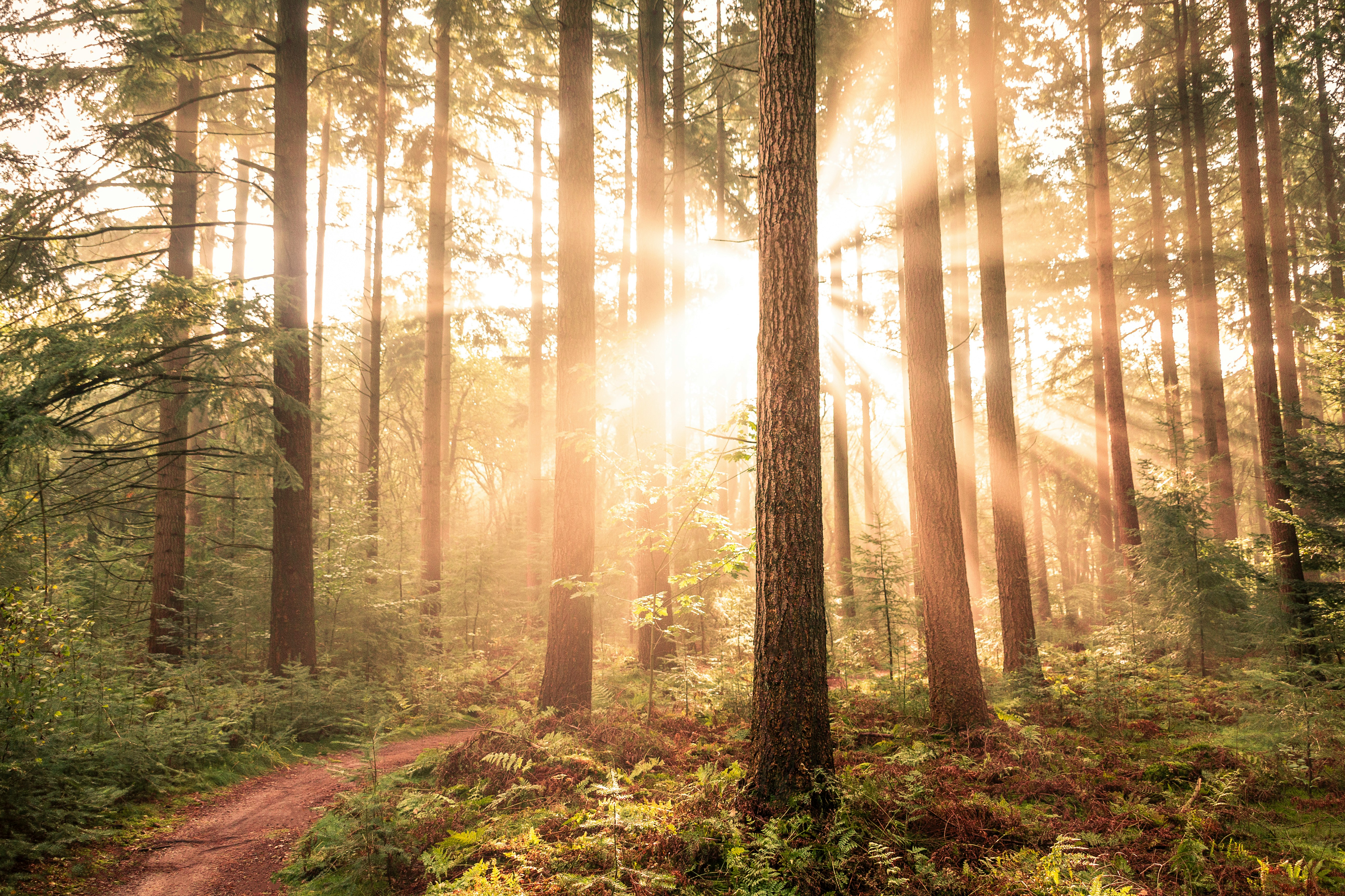 brown trees on forest during daytime