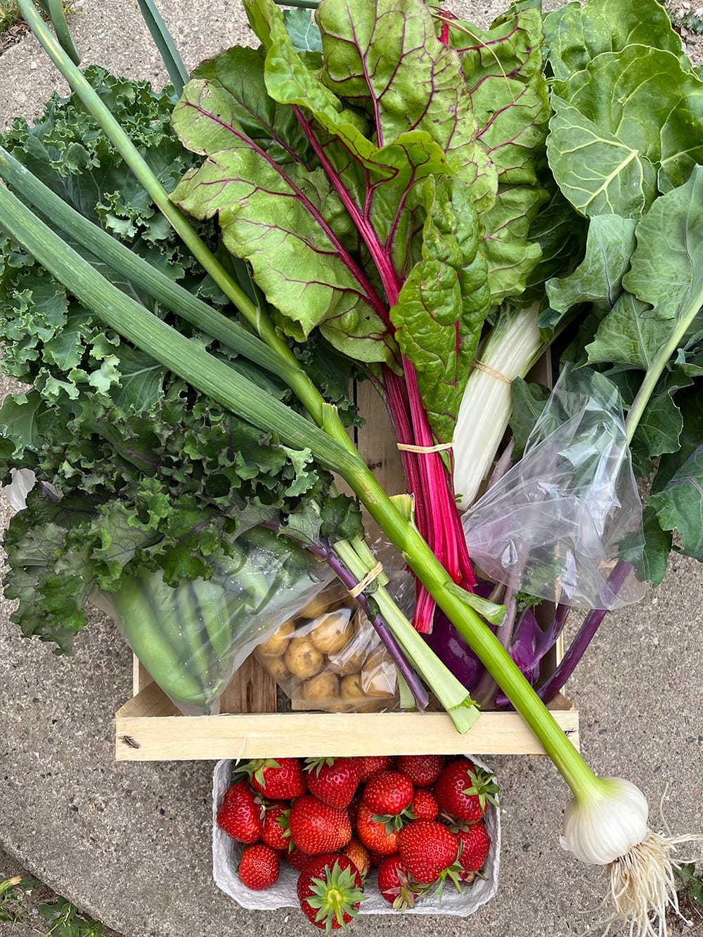 Grøntkasse fra Egebjerggård Grønt bestående af grøntsager dyrket i den gravefrie køkkenhave. Kassen består af nye kartofler, lilla glaskål, røde bladbeder, grønkål og jordbær.