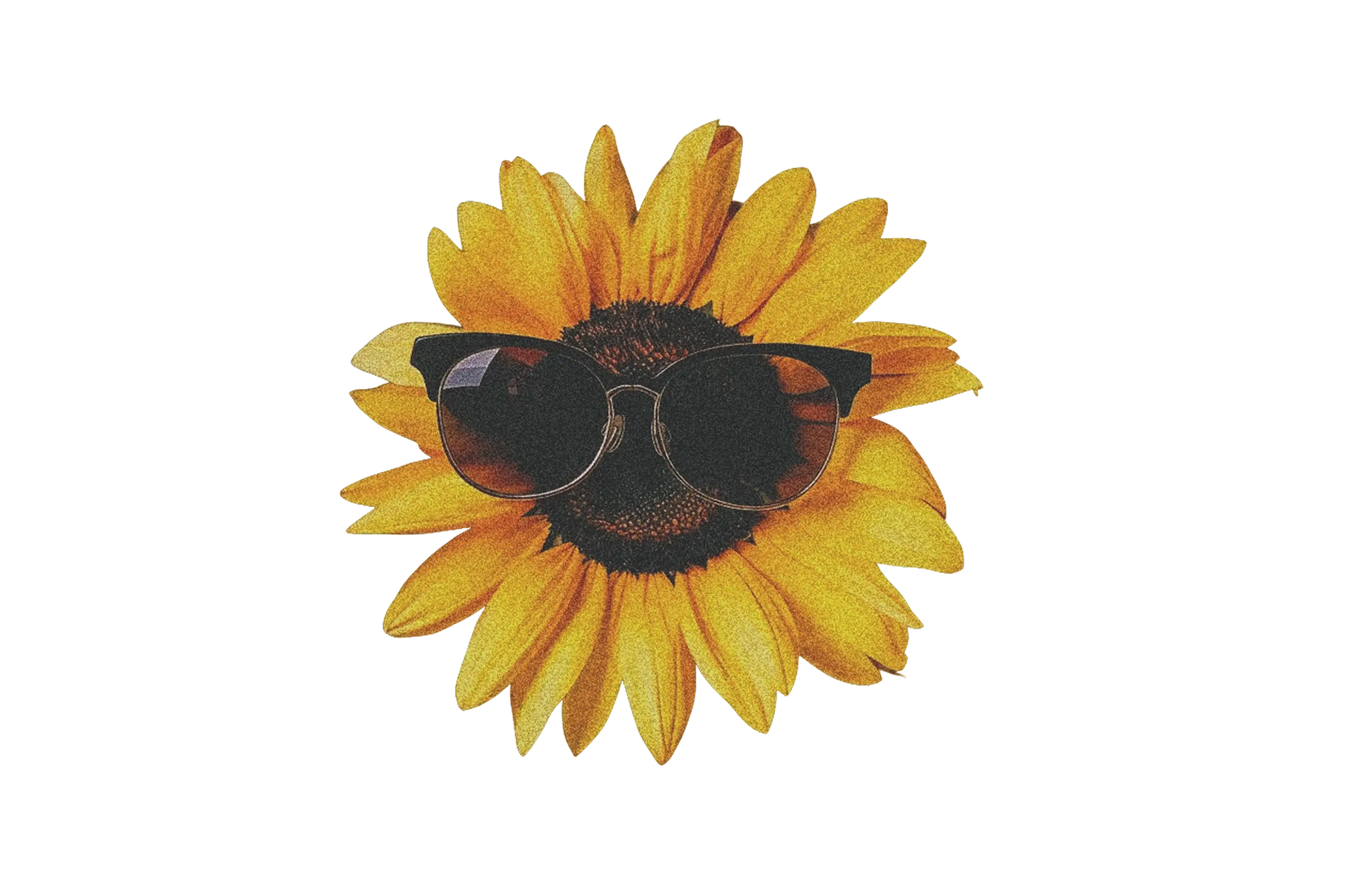An image og sunflower with sun glasses