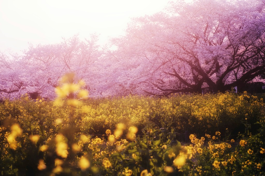 Cherry blossom trees in a field of yellow flowers