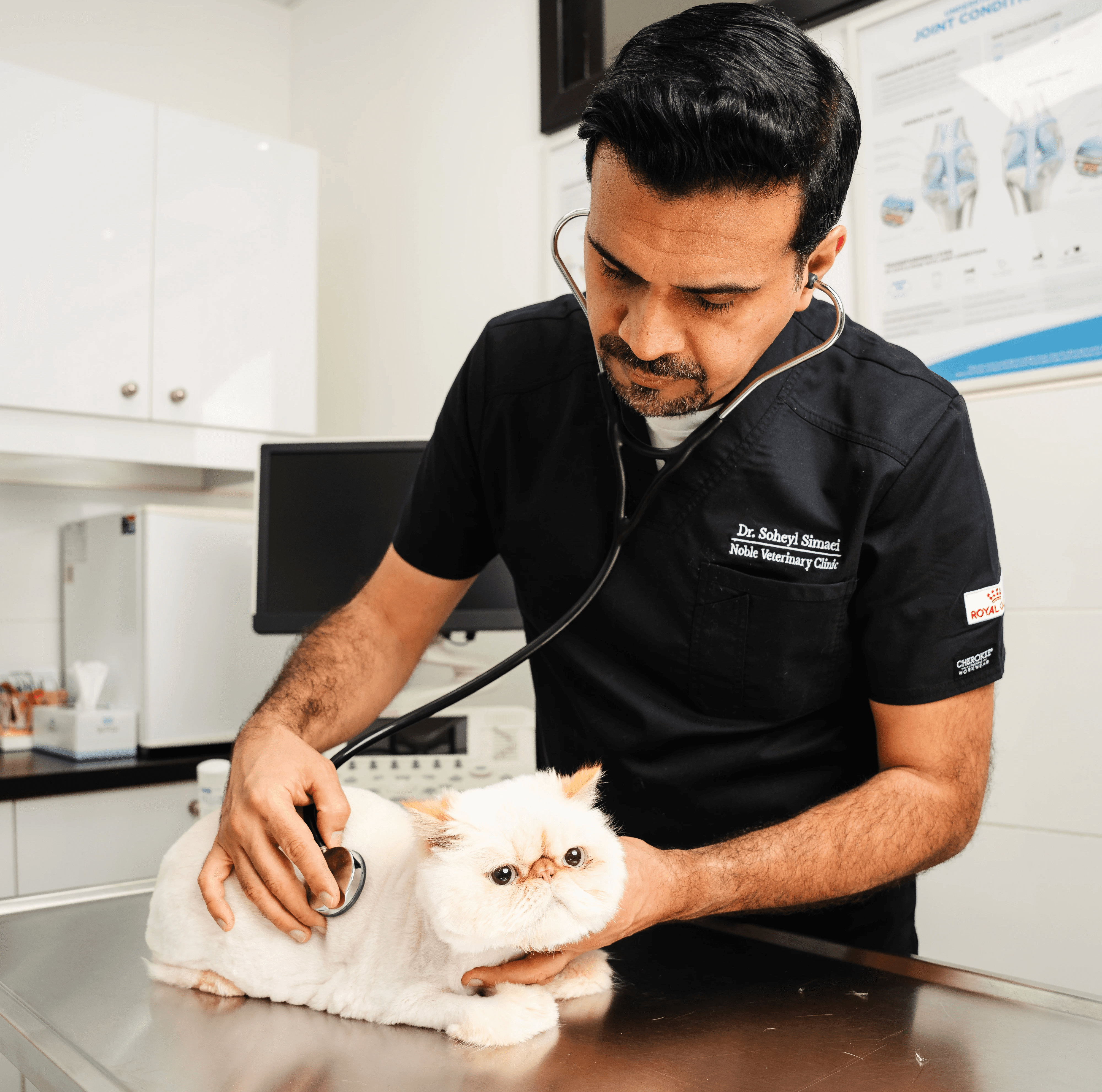 A veterinarian carefully assess a cat for excessive meowing behavior after being taken to the emergency clinic by the owner