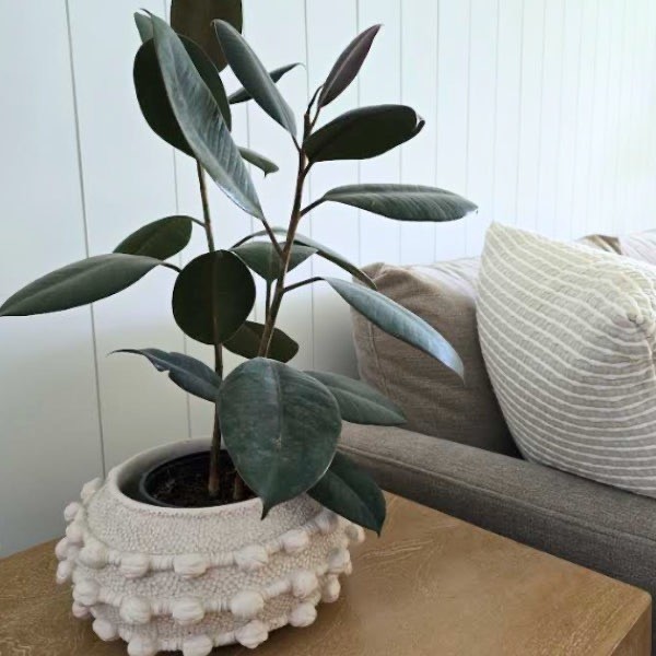 Rubber plant in coastal home