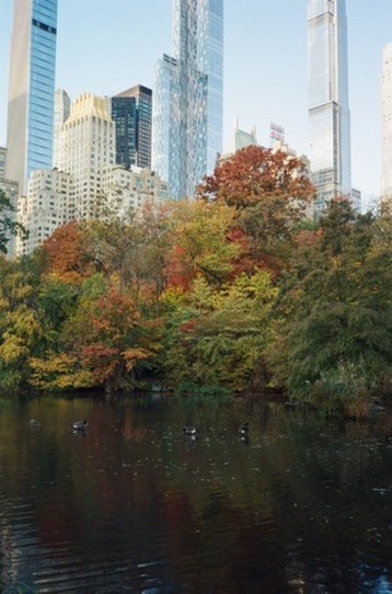 Manhattan skyline with fall foliage in the foreground