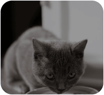 Bombay cats and heart conditions — what should you know?