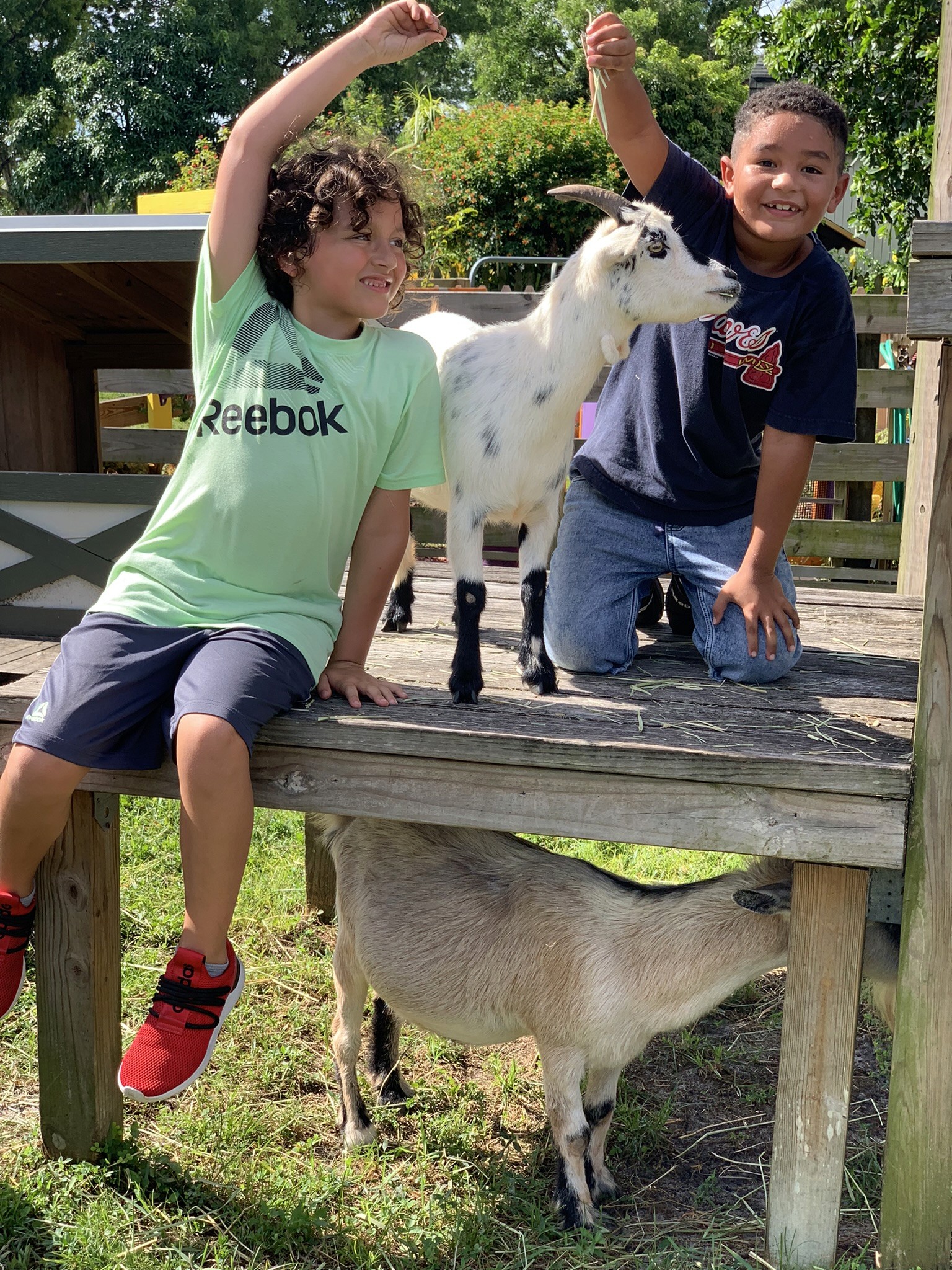 Young boys playing with goats in a goat pin 