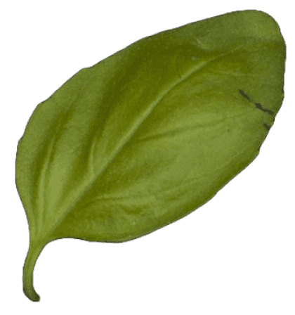 Leaf Image