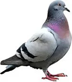 An image of a pigeon.