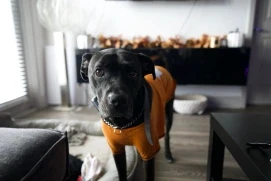 a black pitbull at home