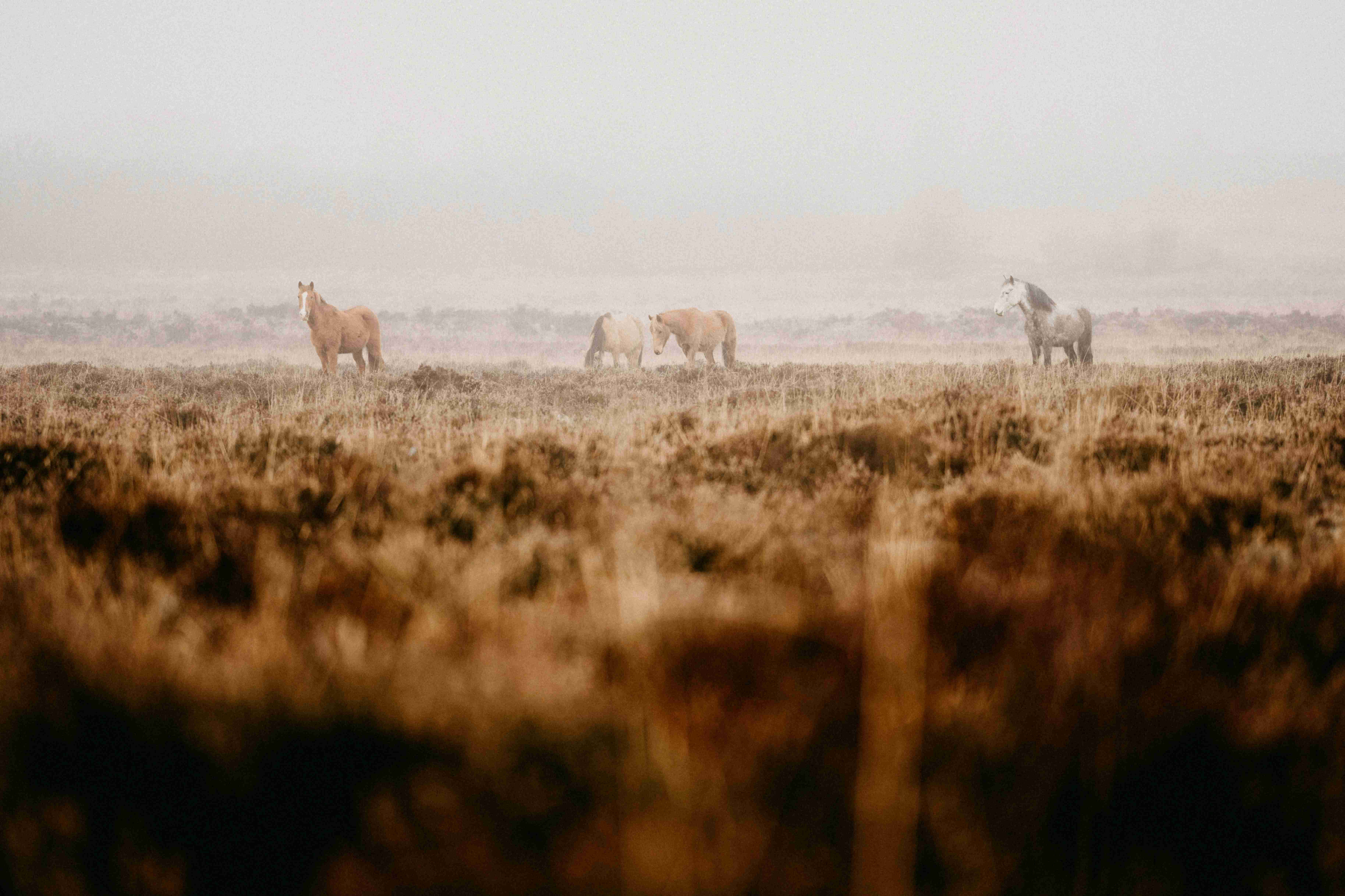 A heard of horses in a field