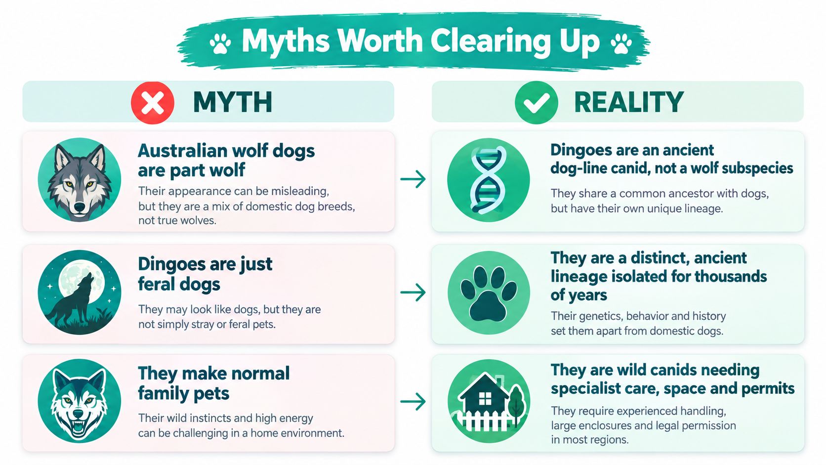 A graphic comparing three common myths versus realities regarding the lineage and nature of Australian dingoes.