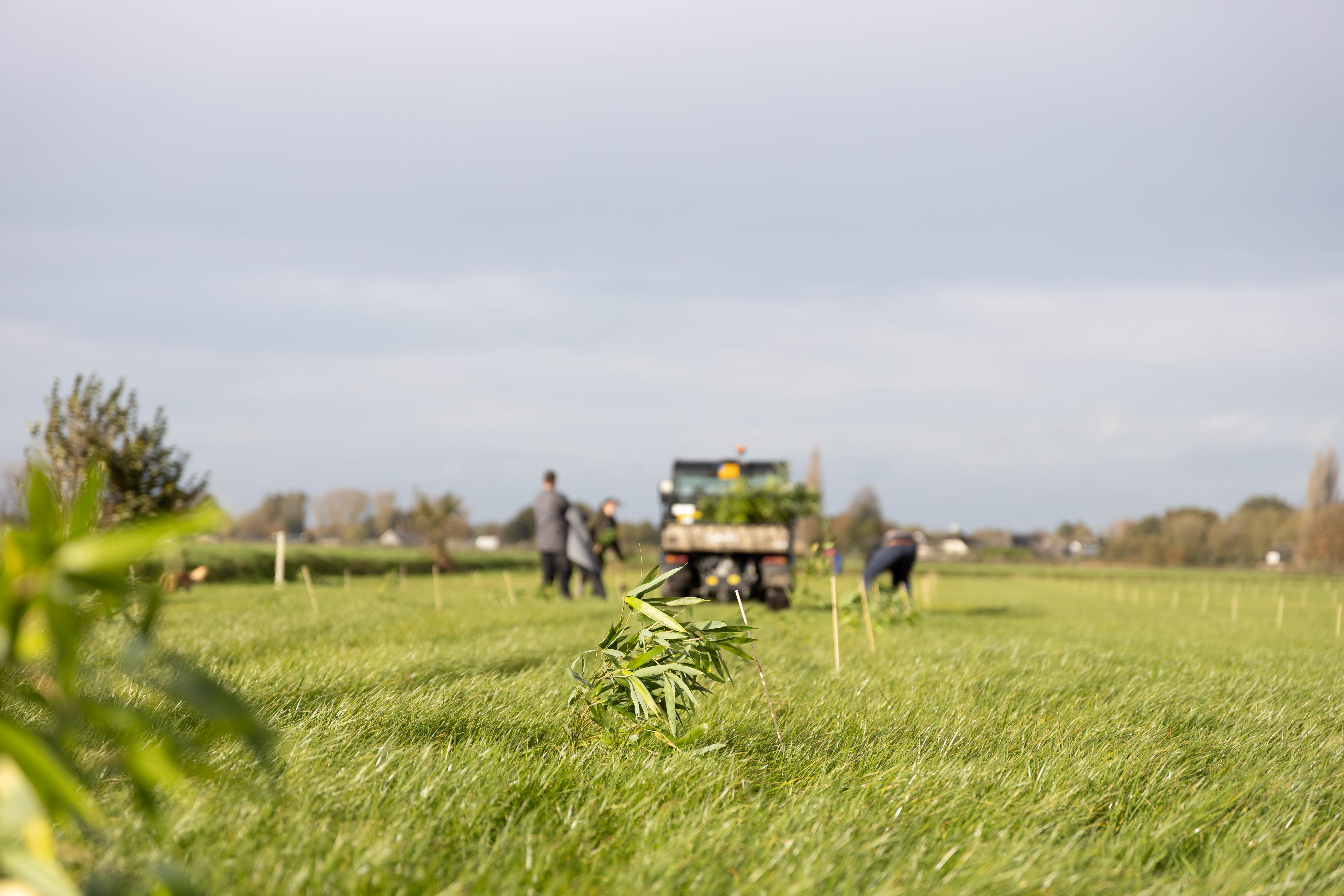 bamboofarm_nederland_haps