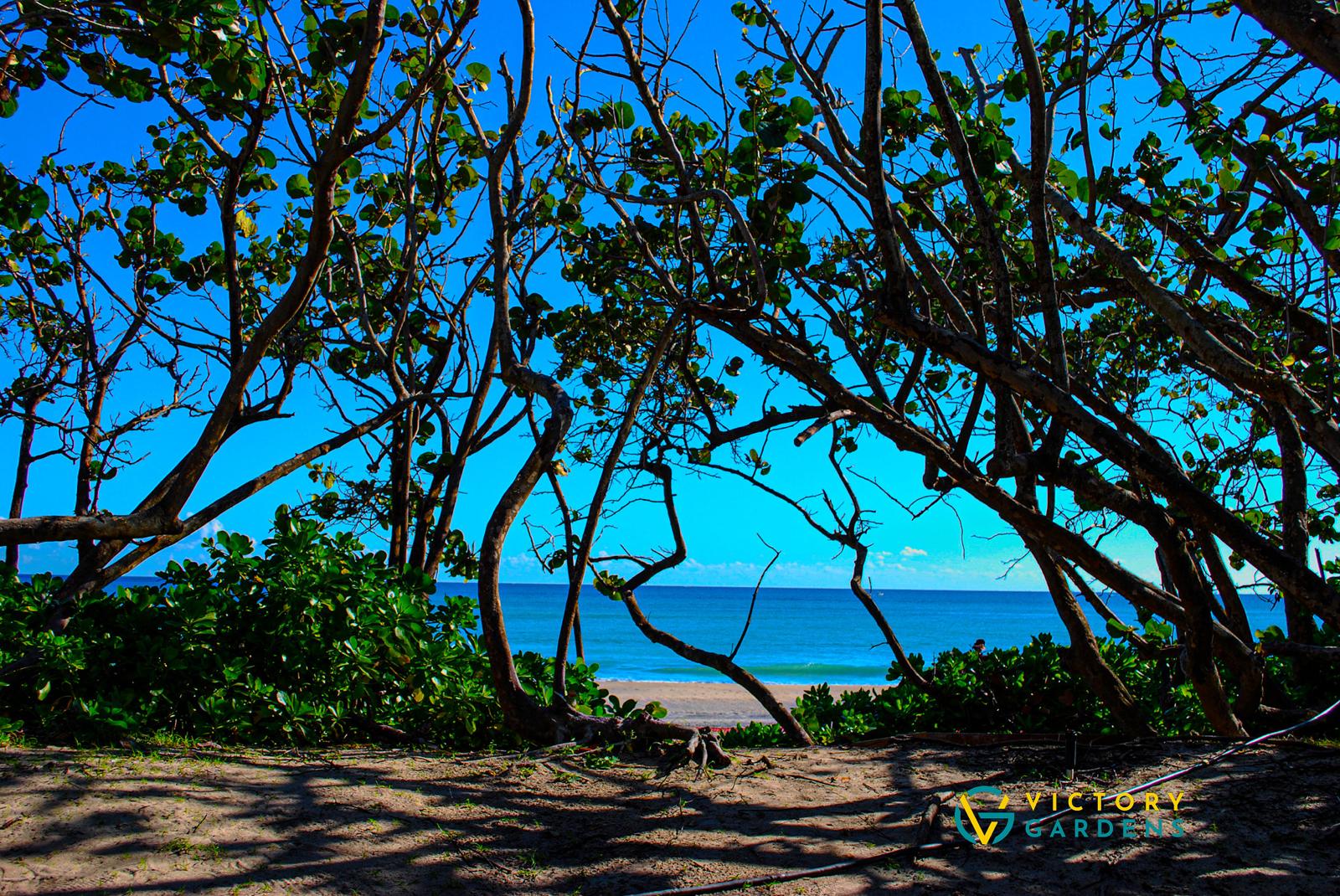 beach trees