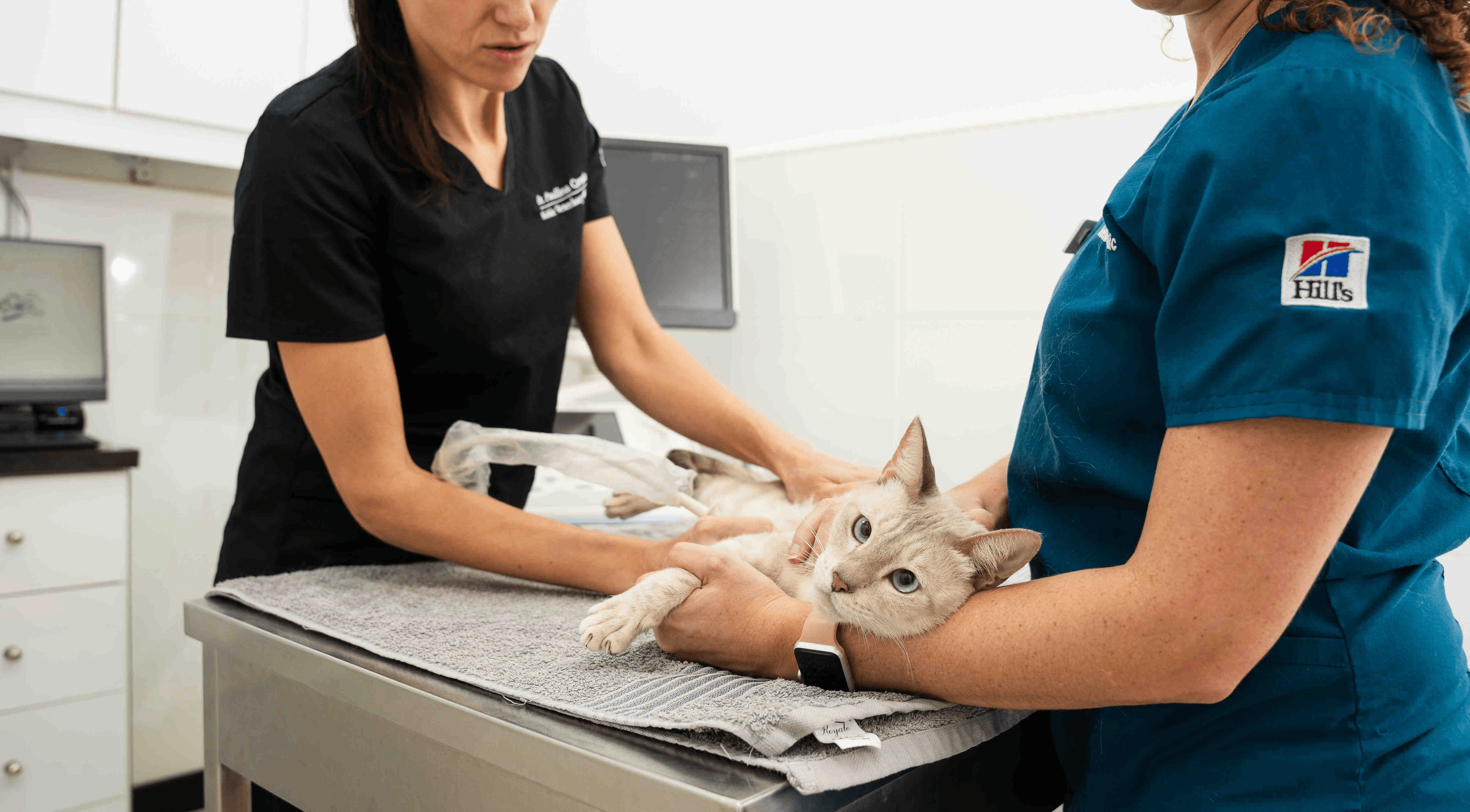 Cat Vaccinations