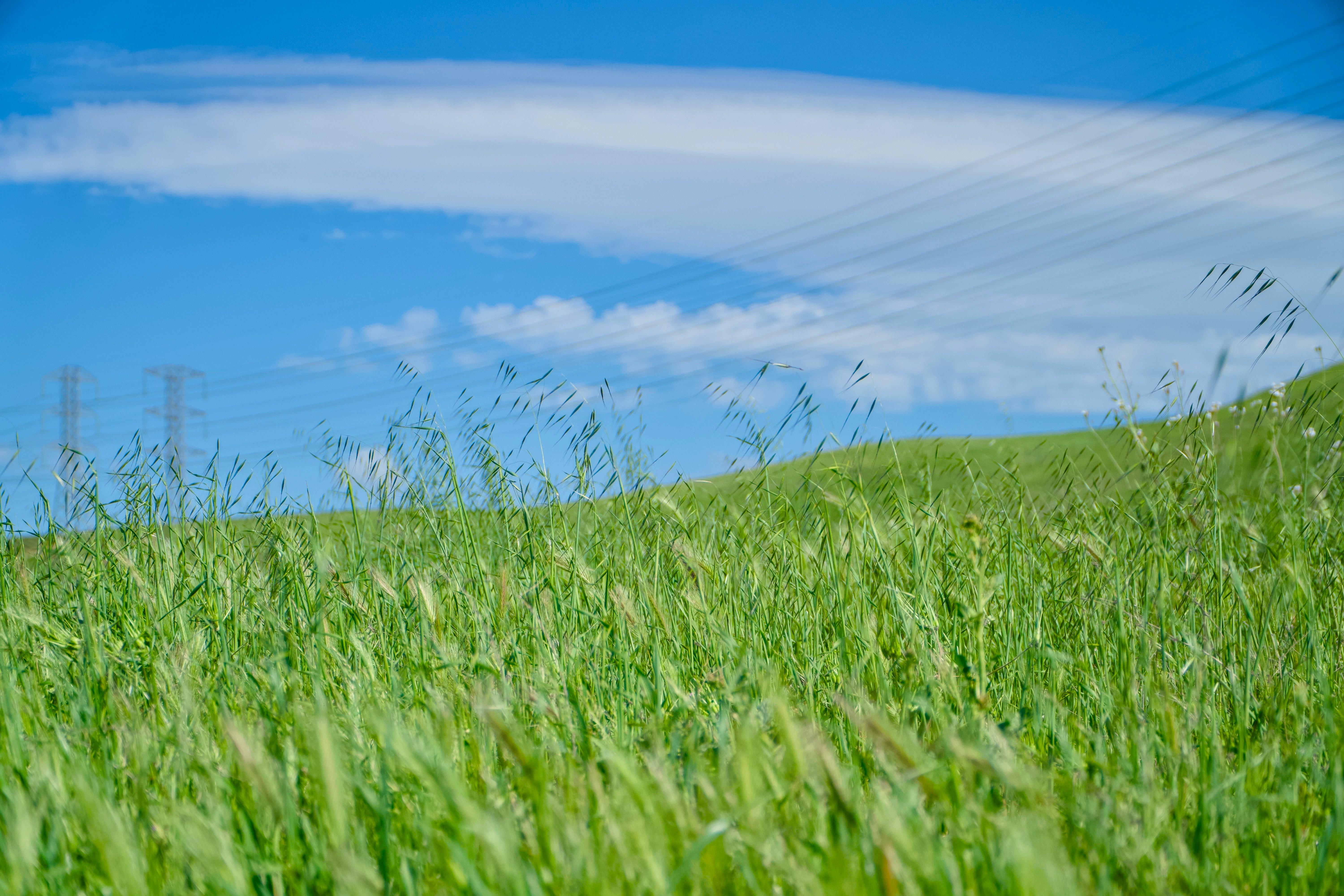 a red fire hydrant sitting in the middle of a lush green field