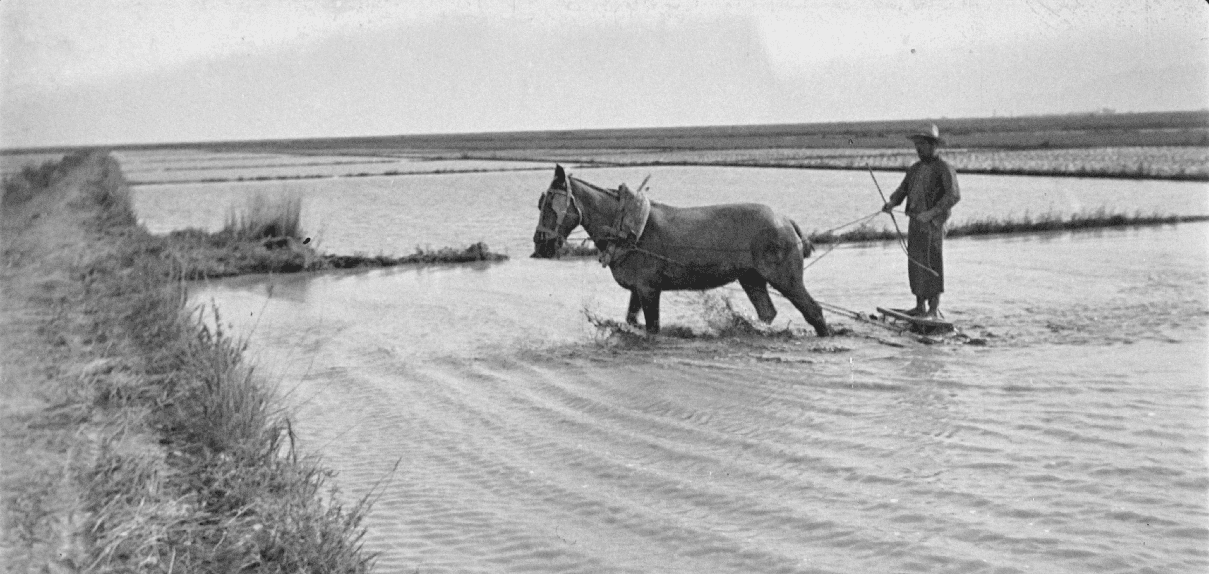 Un home mena una mula a través d'un arrossar, 1961 - Arxiu Comarcal de l'Alt Penedès