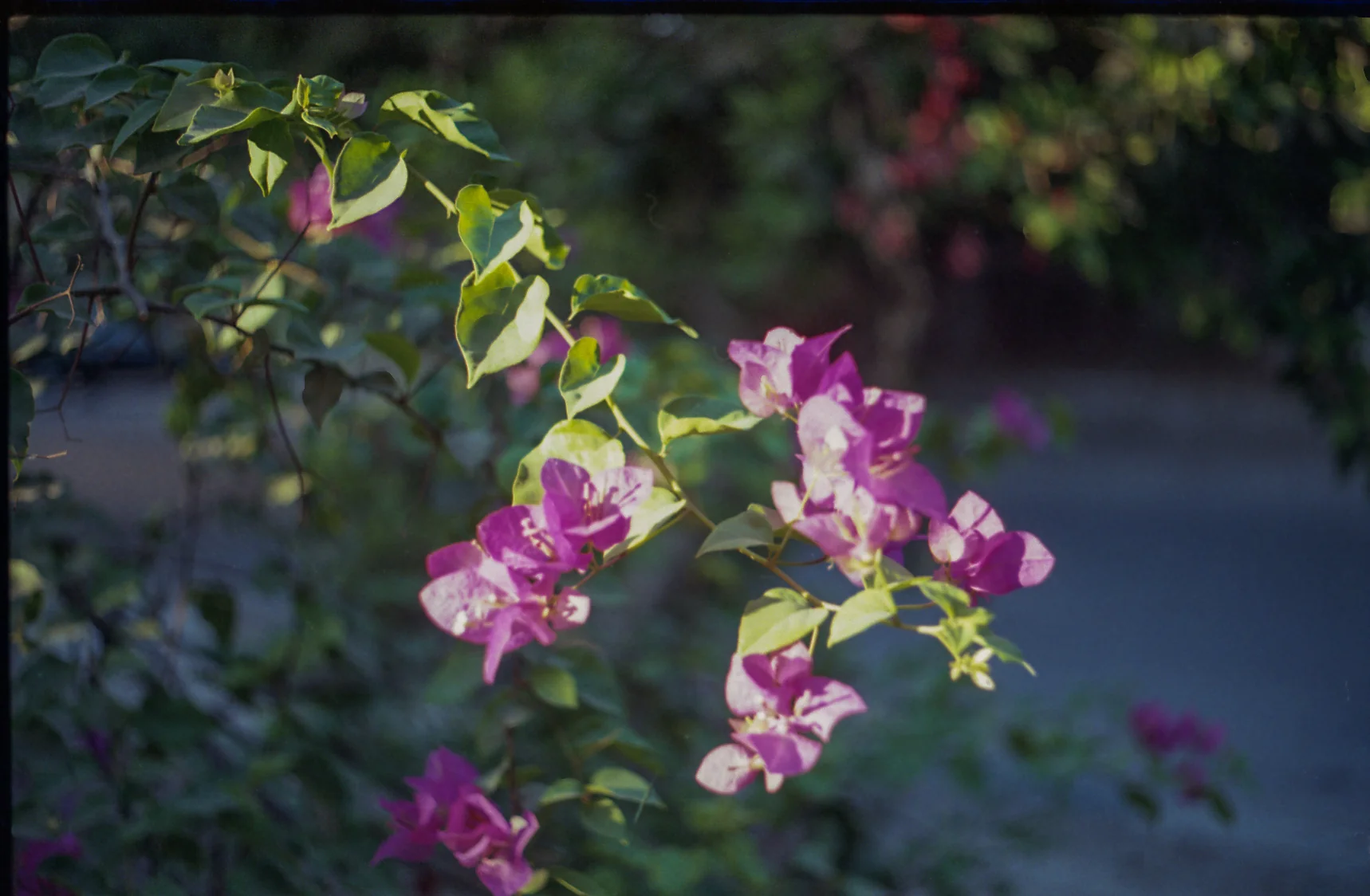 Purple Petals in Sunlight