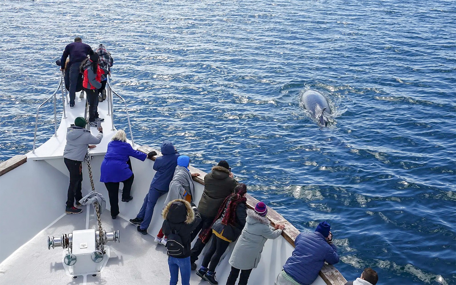 Guests on boat deck watching whale in Reykjavik tour.