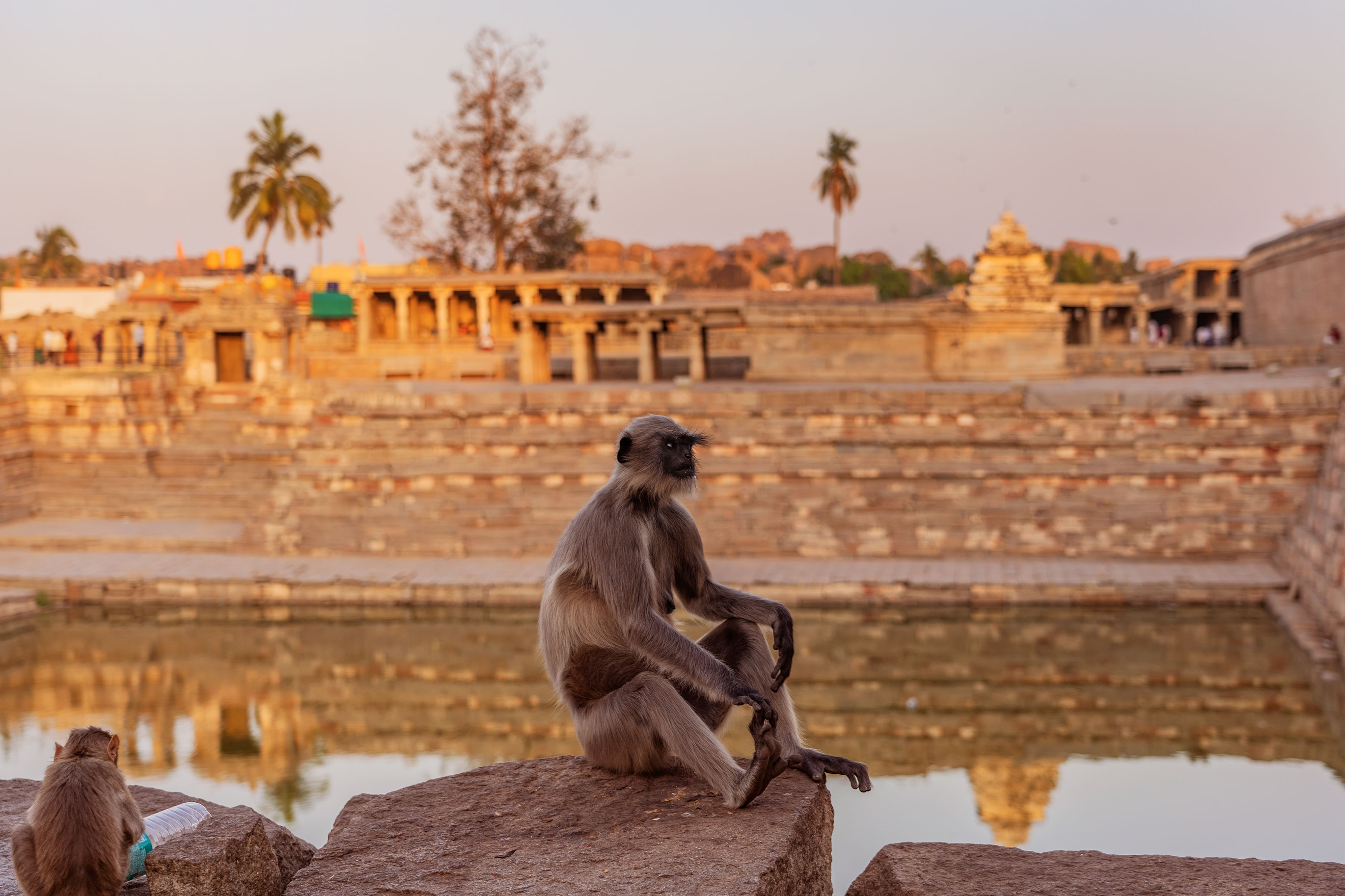 Monkey sitting at a temple in Hampi