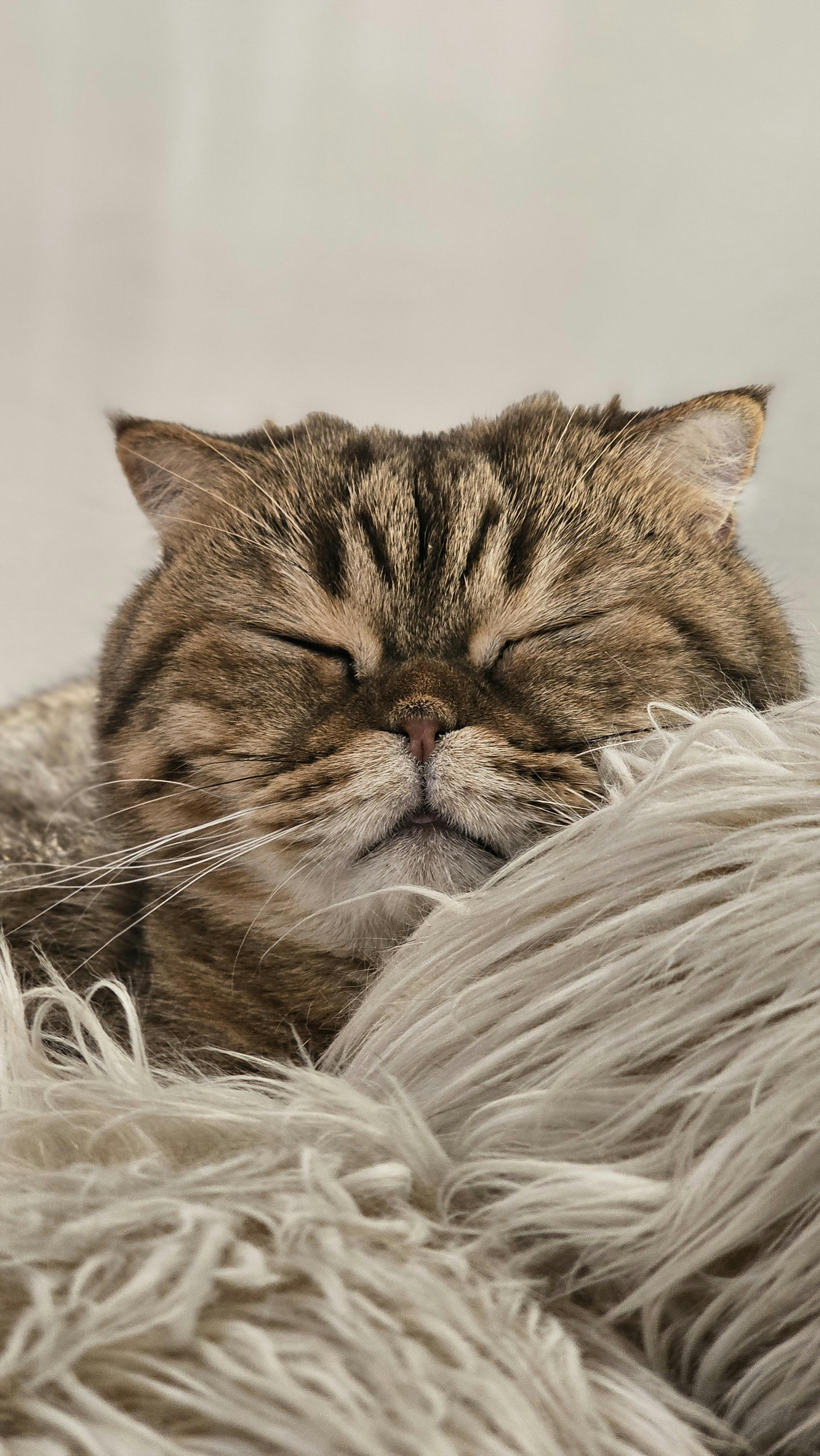 A woman holds a striped tabby cat with yellow eyes