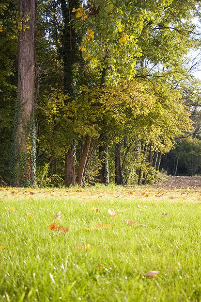 Parc arboré de l’hôtel, parfait pour une balade ressourçante en pleine nature après vos réunions