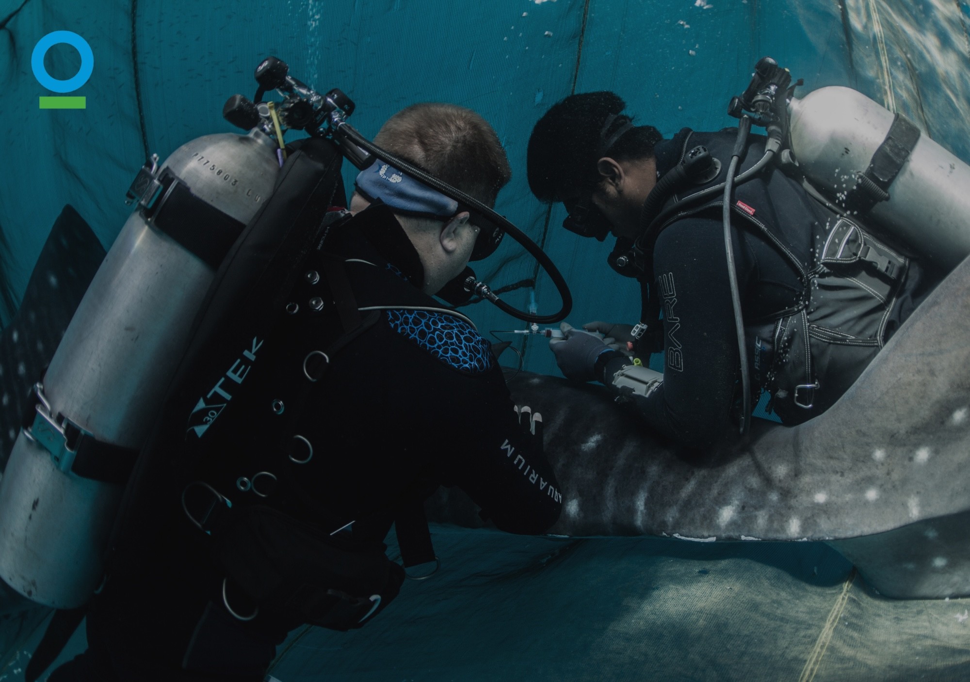 Protecting marine life in Conservation International