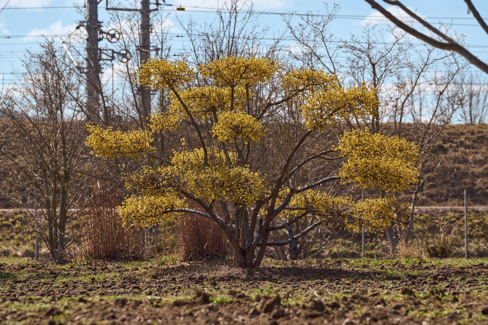 Cornus mas Bonsai mit kunstvoll geformter, mehrstämmiger Struktur und dicht angeordneten gelben Blütenpolstern.