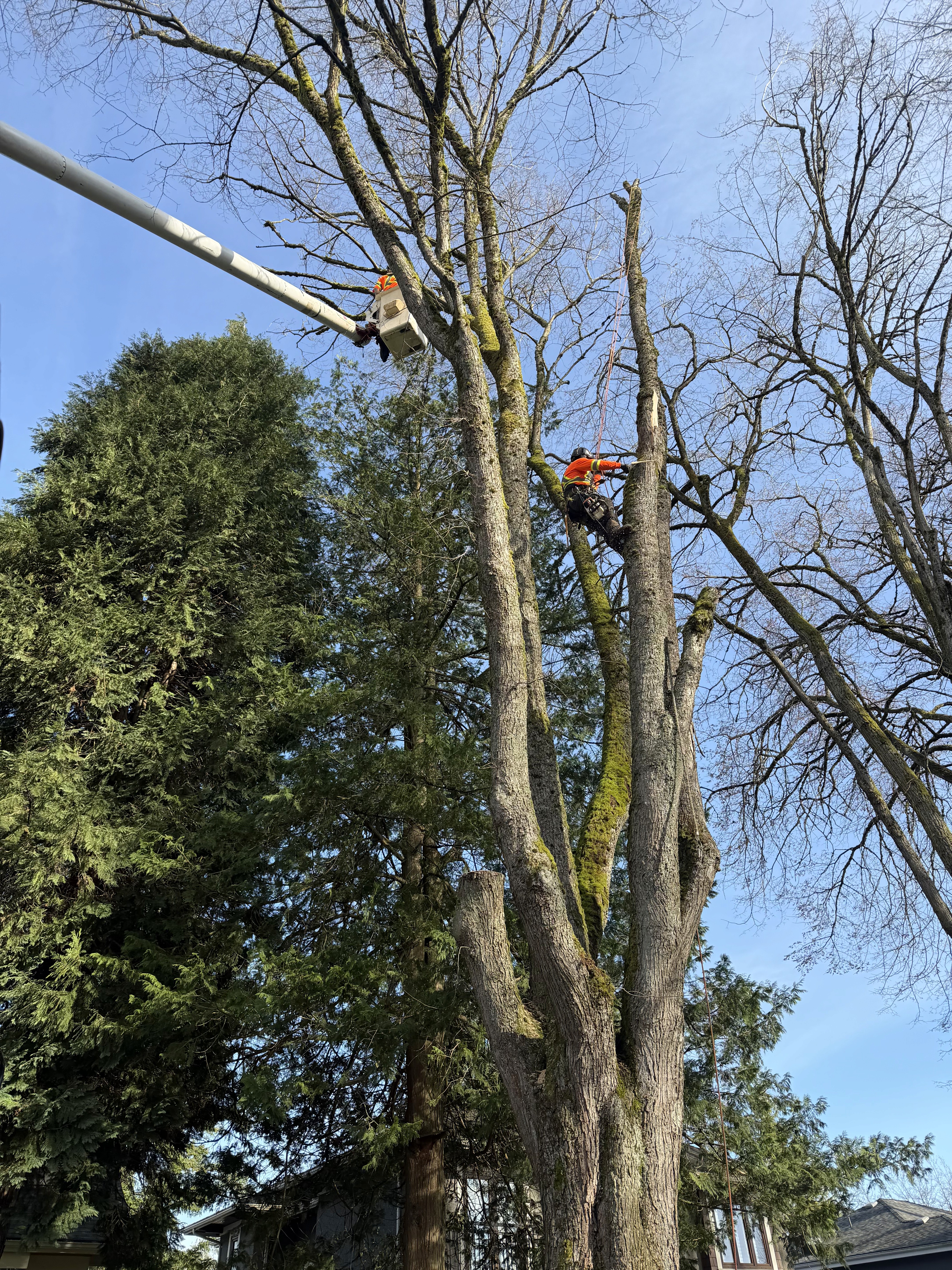 Chainsaw Bucking a Tree
