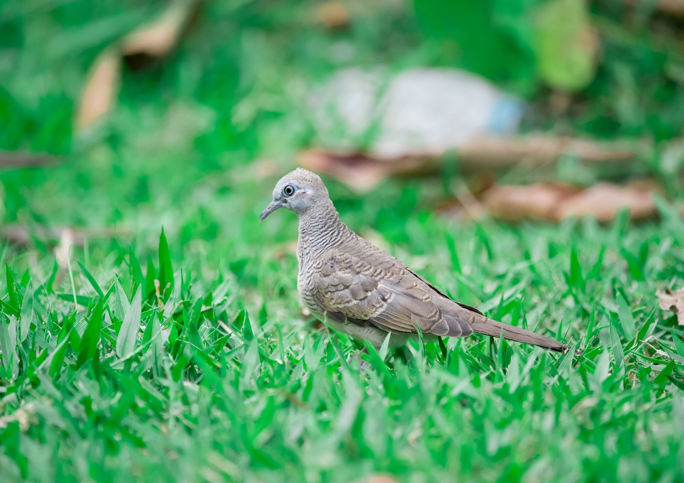 Protección de semillas de césped contra pájaros