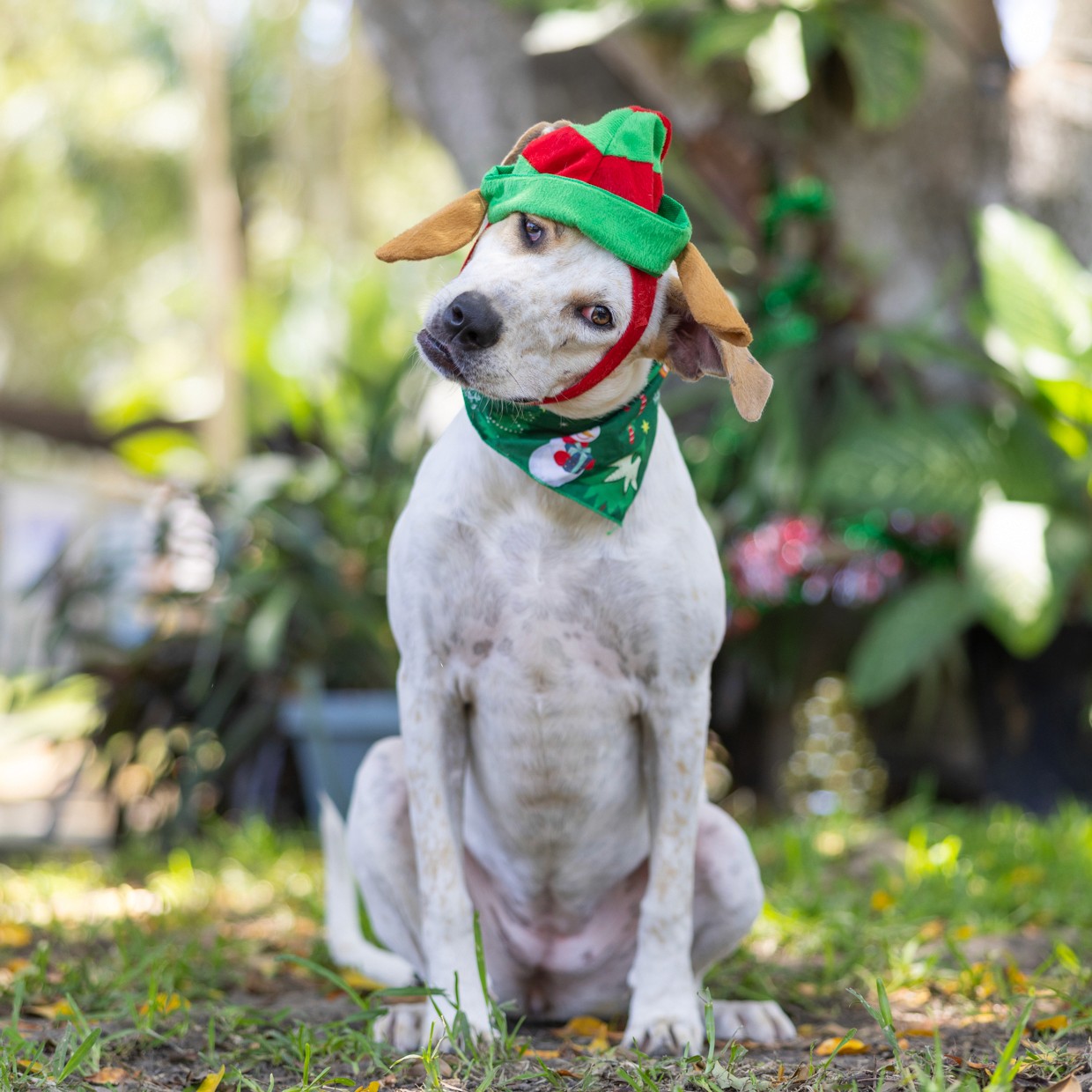 White and tan bull arab in Christmas hat
