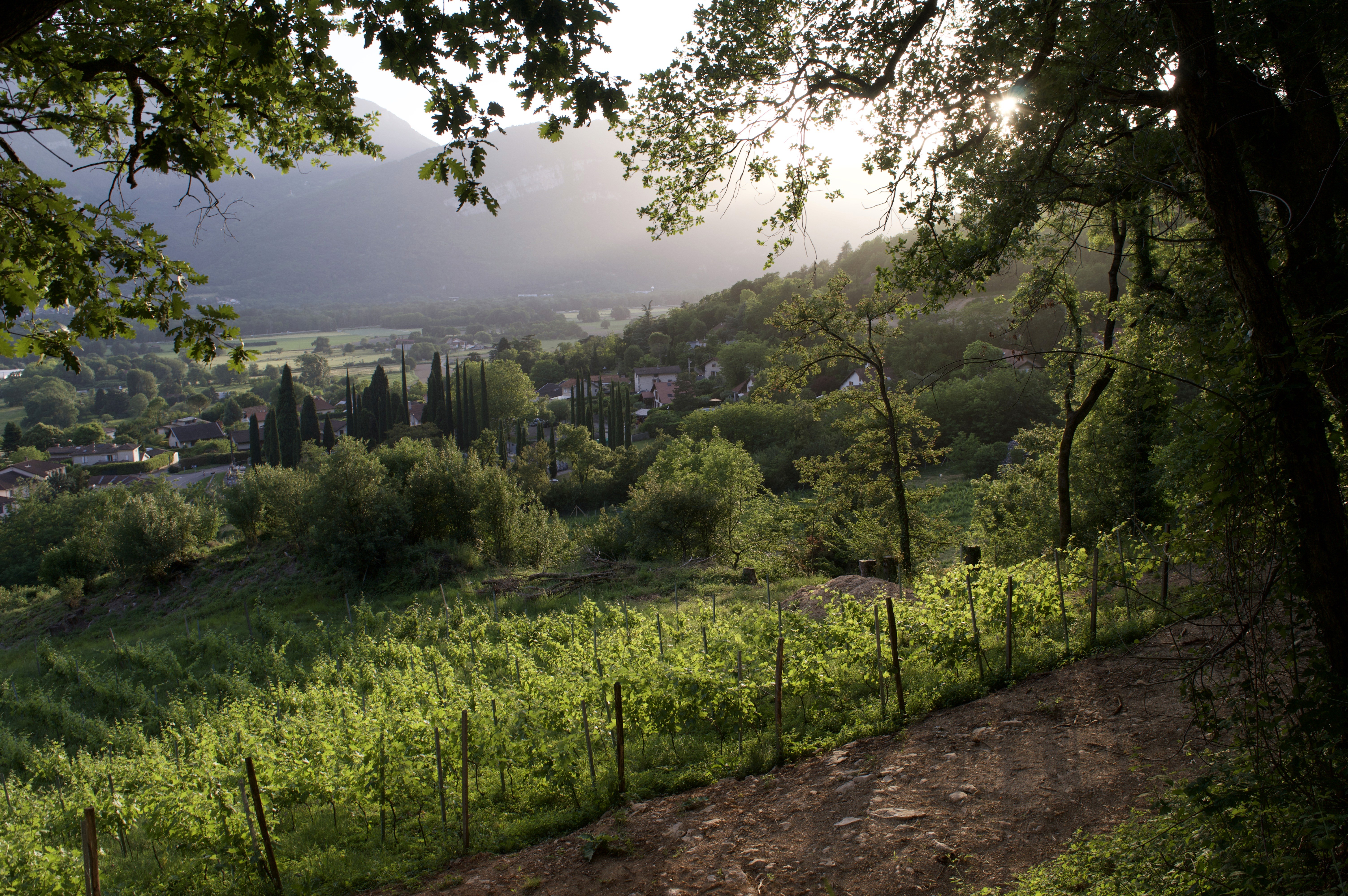 A rustic outdoor dining table set with wine glasses, cutlery, bread, and olives sits amidst lush vineyard rows, with a historic Tuscan villa in the background under a serene sky, capturing the essence of a picturesque Italian countryside landscape.