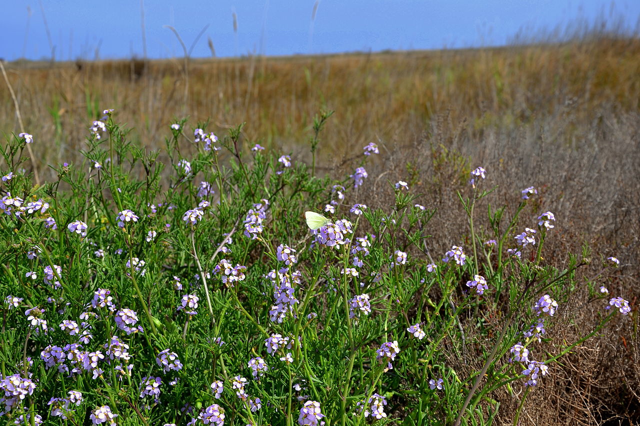 Flora - Wikipedia - https://ca.wikipedia.org/wiki/Fitxer:Delta_de_l%27Ebre_-_13.jpg