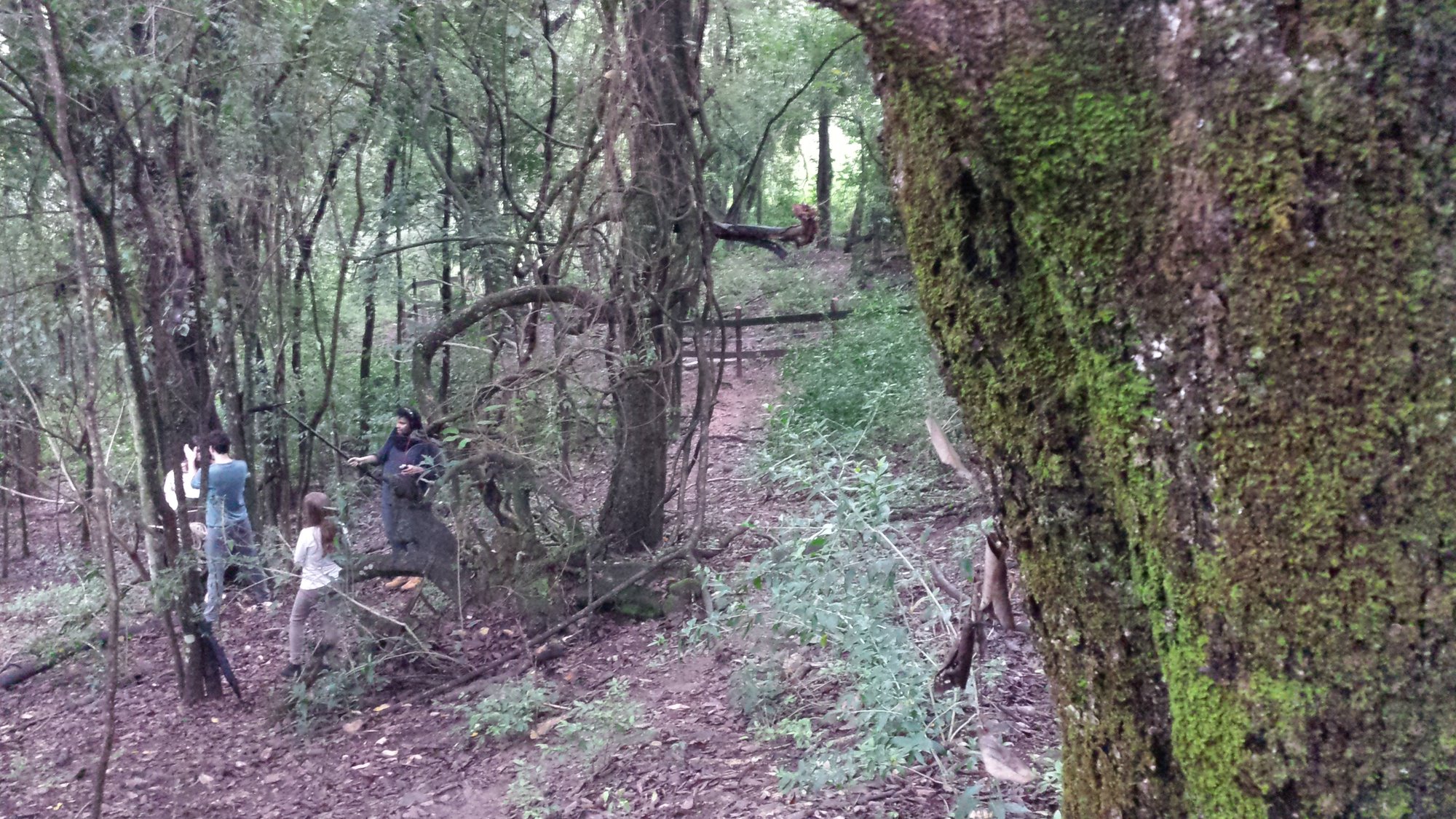 Pessoas caminham entre árvores cobertas de musgo no Bosque das Senhoras Guardiãs do Jardim