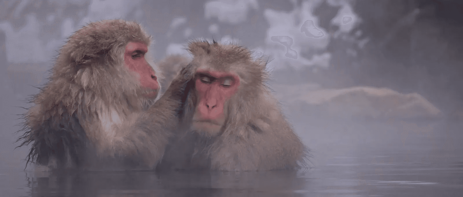 Two snow monkeys grooming peacefully in the hot spring, calm and unbothered by visitors