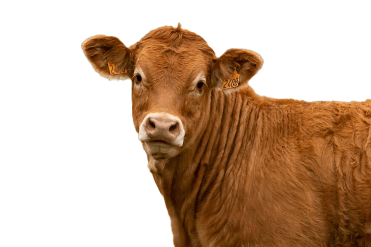 A close-up of a light brown cow with large ears and a gentle expression, showcasing its smooth coat and prominent ear tags against a plain background.
