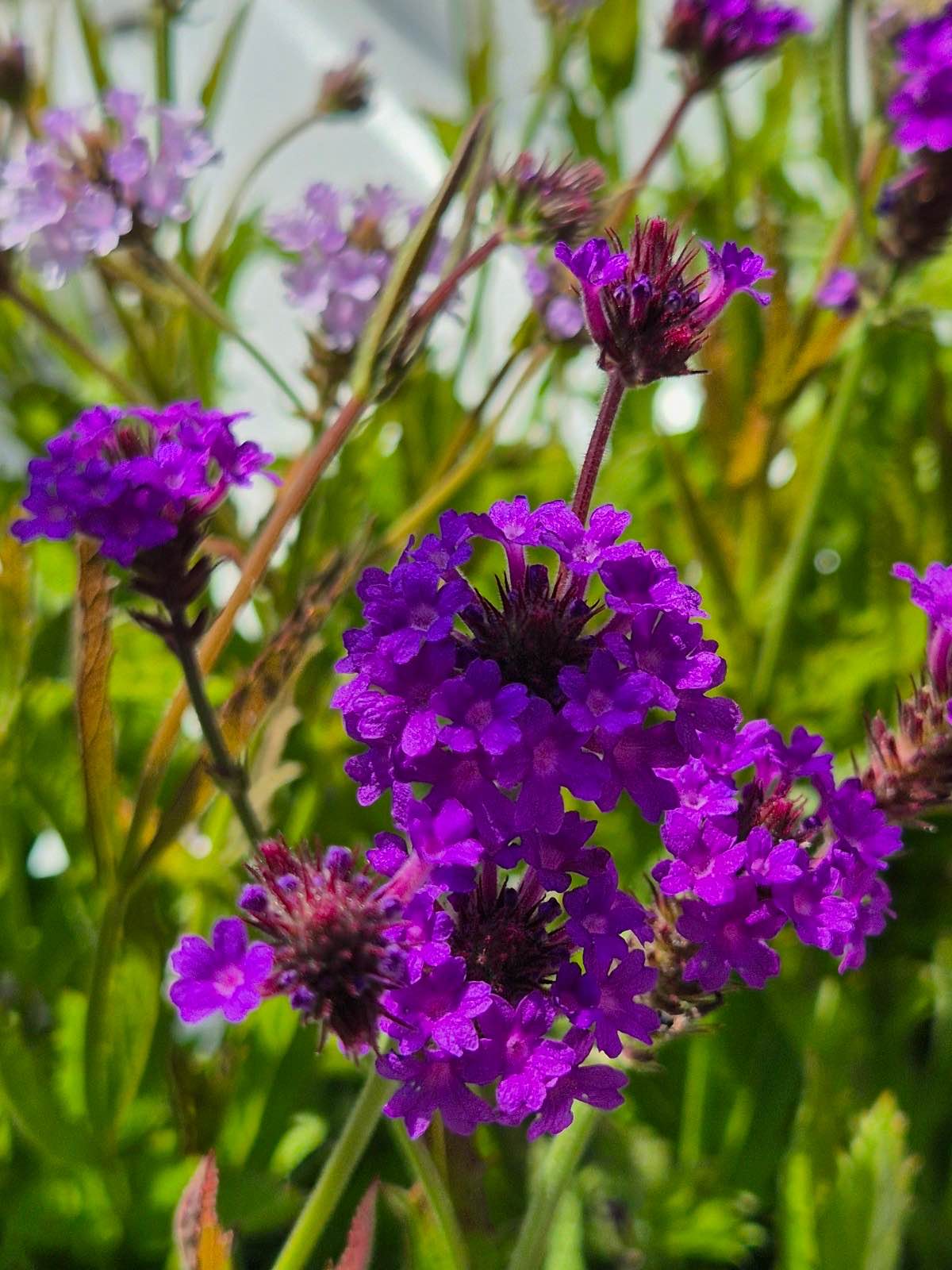 Buiten gekweekte planten