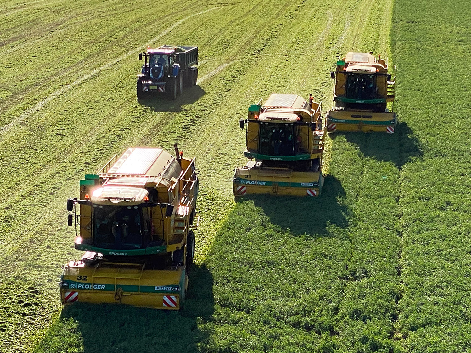Three Ploeger pea harvesters driving in formation in a field. At the back is a tractor and trailer