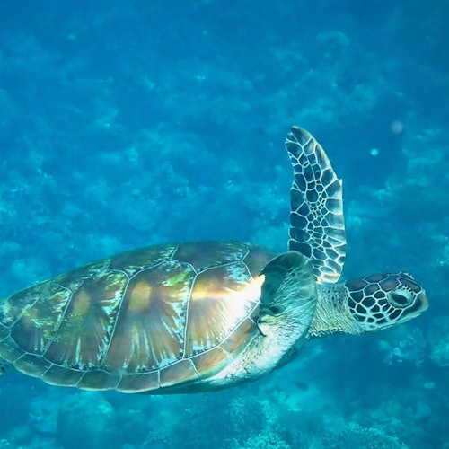 Tortue de mer nageant sous l'eau, exhibant sa carapace détaillée et ses nageoires sur fond d'océan bleu-vert.