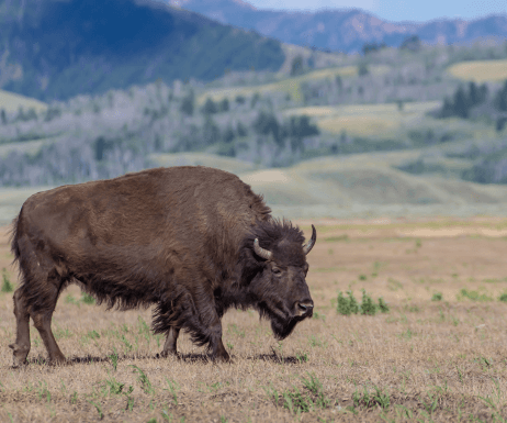 Bison