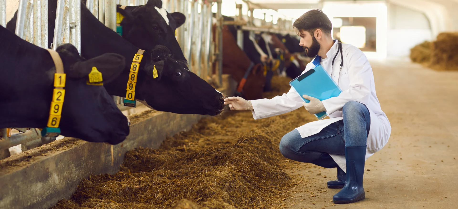 Vétérinaire bovin qui examine des vaches