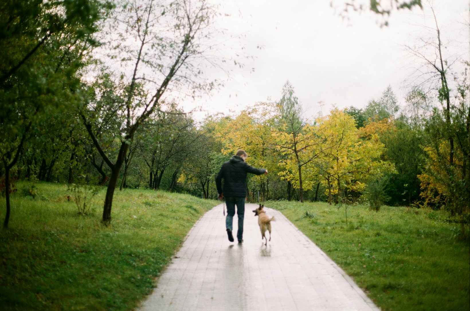 Une personne et un chien marchent sur une allée entourée d’arbres