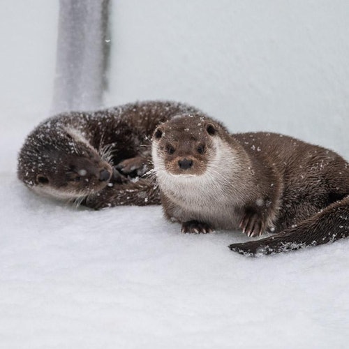 Ranua Wildlife Park: Guided Tour + Hotel Transfer tickets in Rovaniemi
