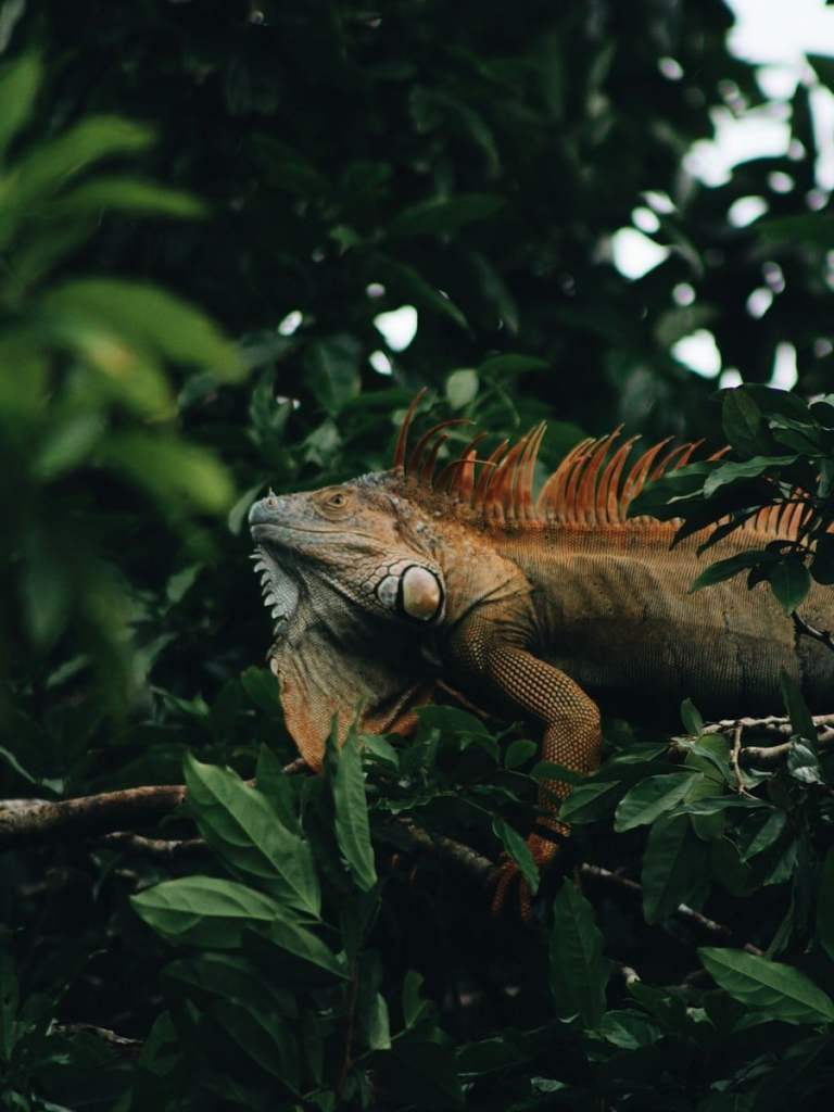 iguana camoflaged in tortuguero park