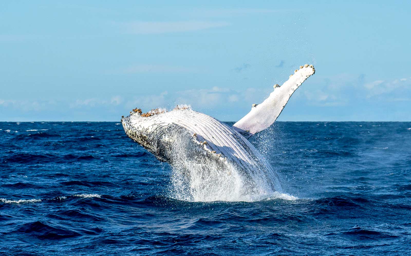 La megattera si tuffa di nuovo nell'oceano.