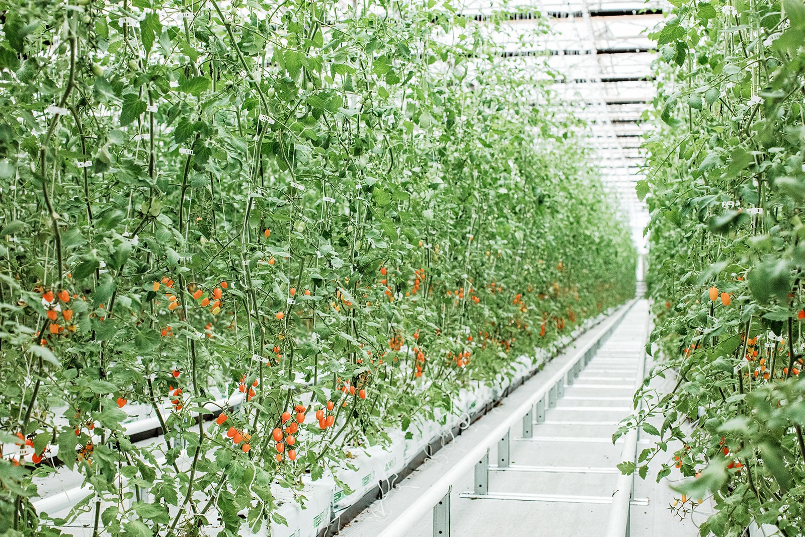 Interior view of Kentucky Fresh Harvest greenhouse with thriving tomato plants