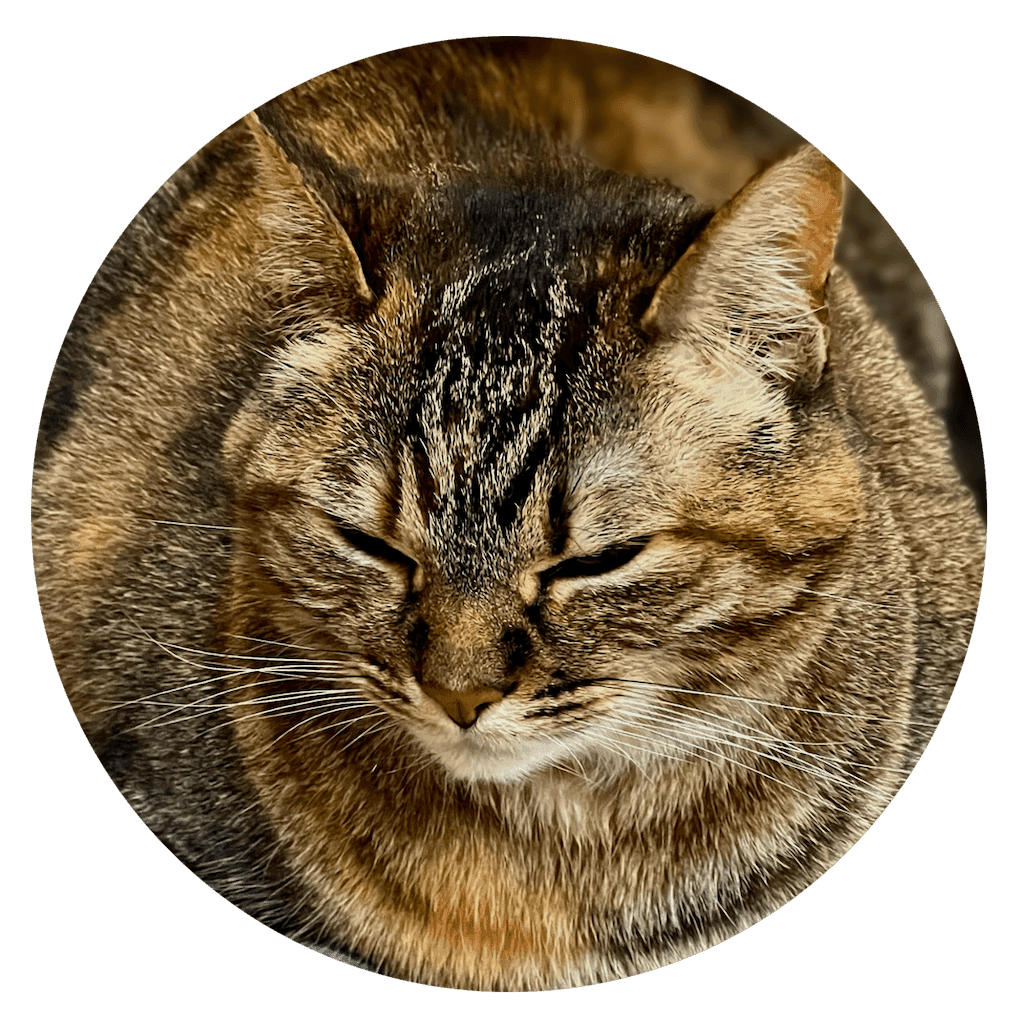 multi-colored tabby cat's face close up all cute and scrunchy face