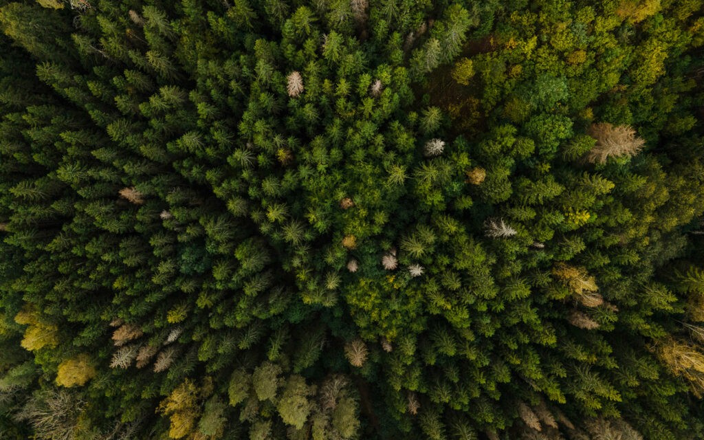 Aerial top-down drone view of a dense Latvian forest with lush green trees and natural landscapes.