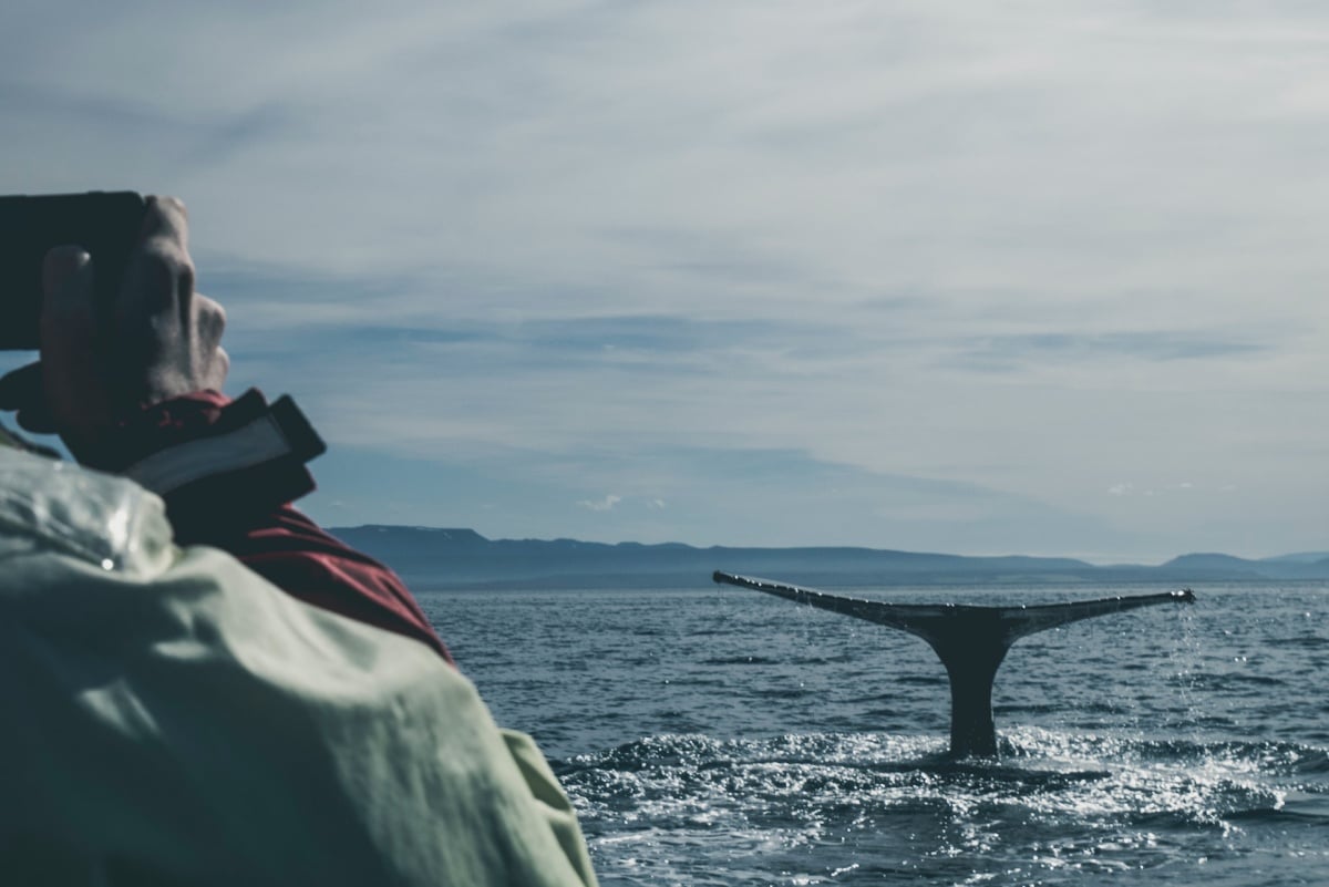 Whale Watching Iceland