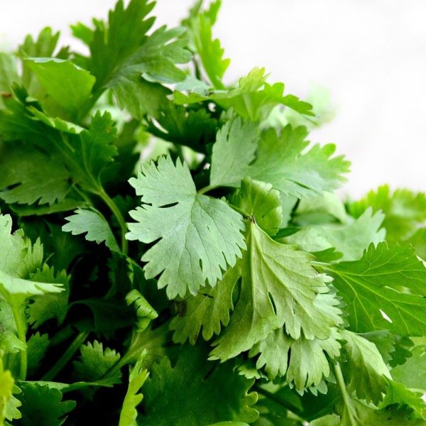 Coriandolo