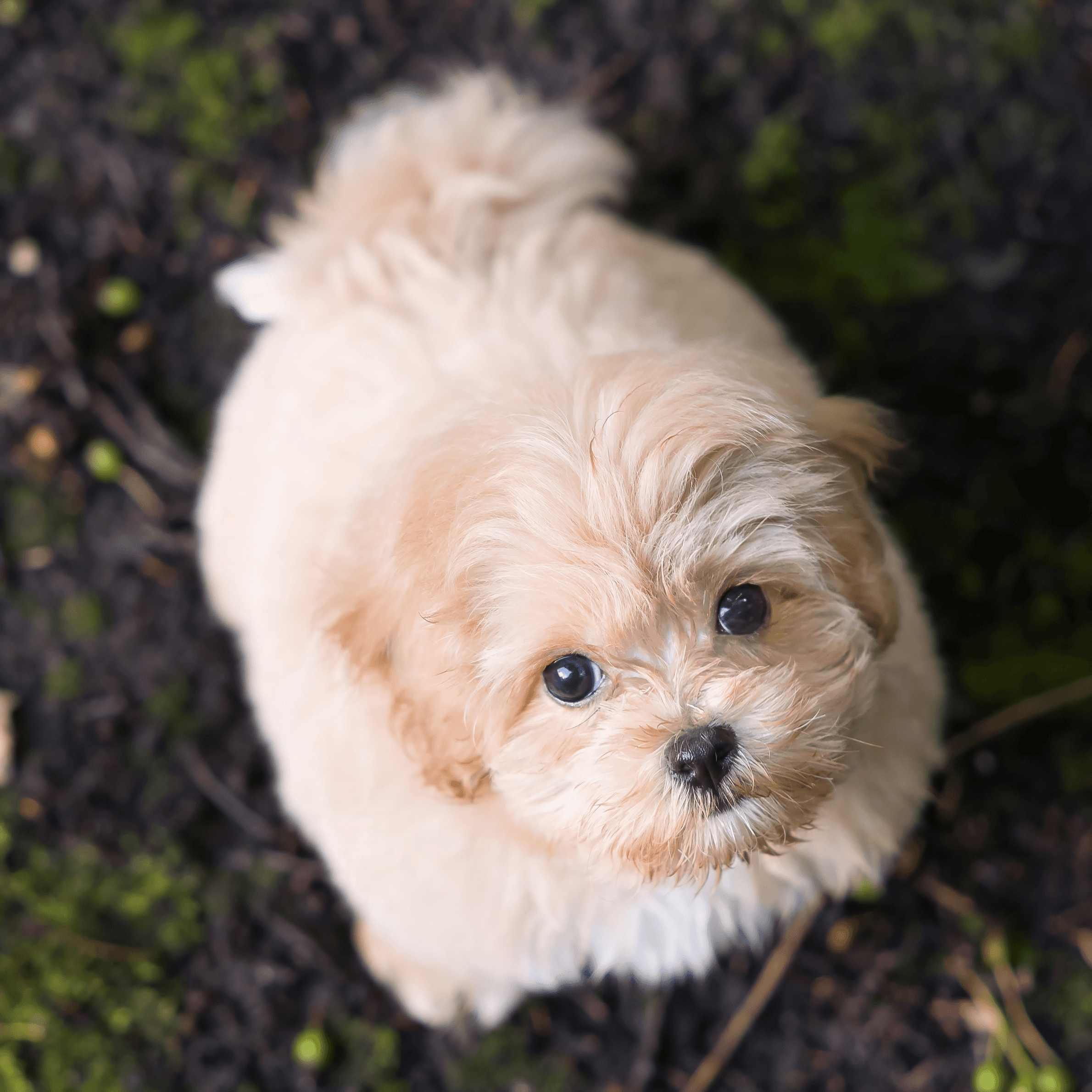 New puppy looking up at camera on first day home — what to write down and remember when you bring a puppy home